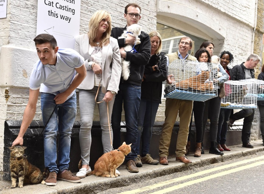 Cat Casting project visual